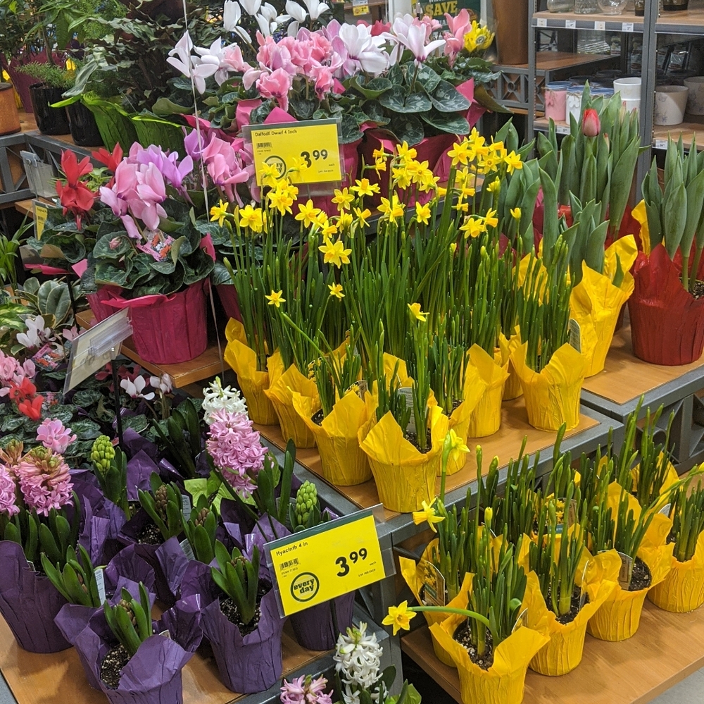 Meet your Posher, Safaneh